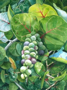 Watercolor painting of sea grape leaves laden with berries.