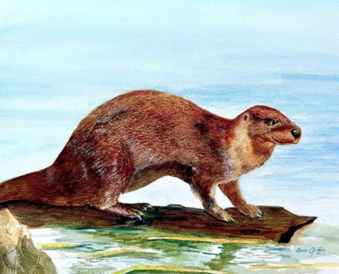 Laurie-Griffin_otter_sm