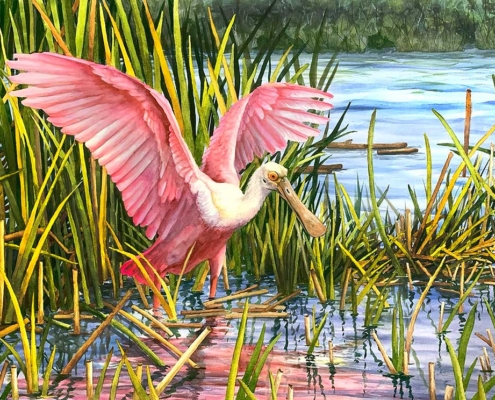 Therese-Ferguson_spoonbill_sm